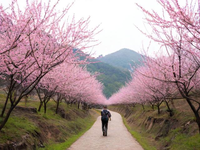 宁波桃花岭古道如何规划游玩?