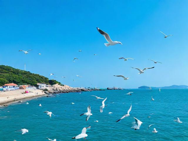 海鸥岛游玩有哪些必知攻略?