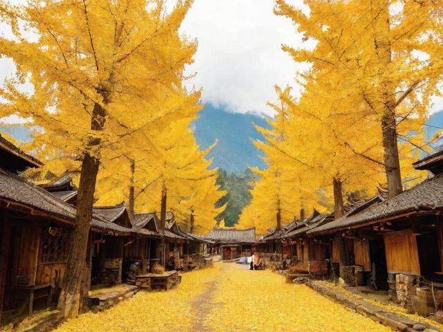 腾冲银杏村游玩攻略,何时去最美?有哪些必体验项目?