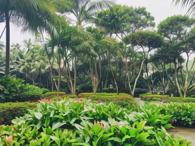 厦门植物园攻略,如何规划一次完美的游览体验?