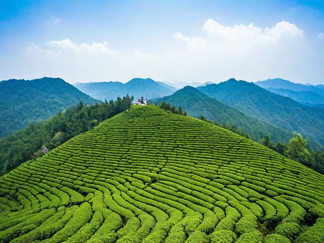 福建茶山旅游攻略,哪些茶山值得一游?