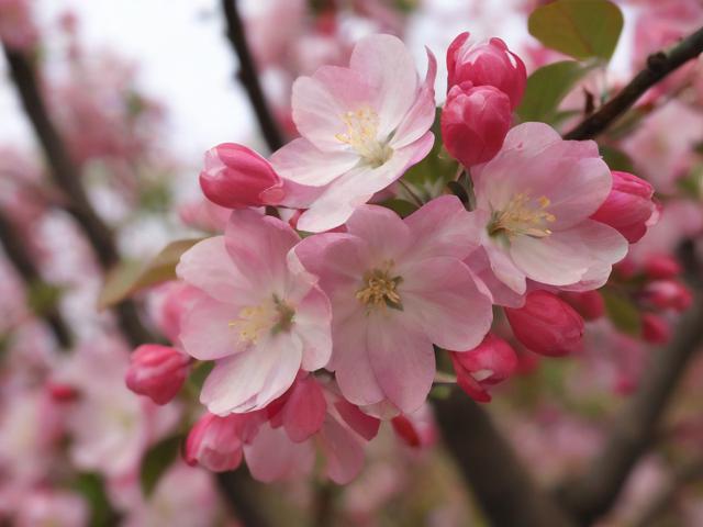 海棠花开多久?花期时长与养护技巧解析