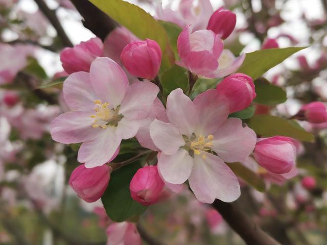 海棠花开多久?花期时长与养护技巧解析