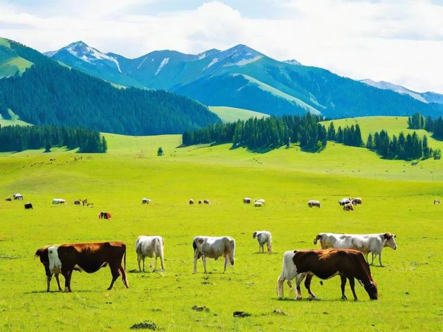 关山牧场旅游攻略,如何规划一次完美的旅行体验?