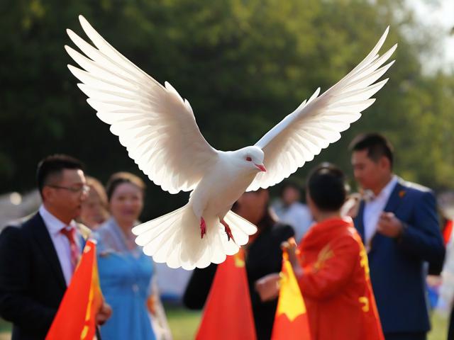 和平鸽准备就绪，纪念活动放飞在即