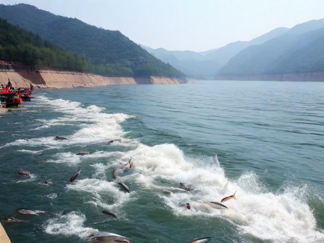 密云水库泄流引发鱼群迁徙现象探究